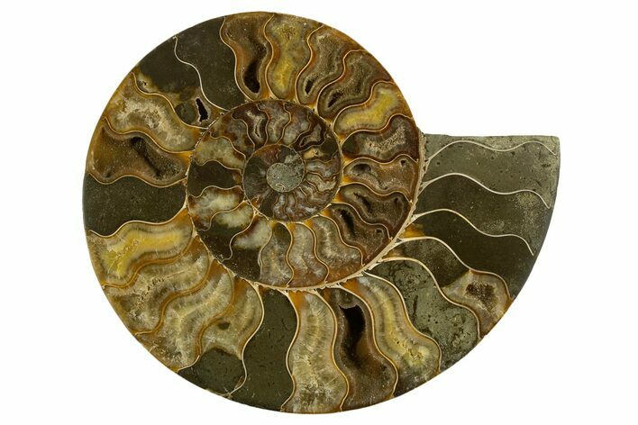 Cut & Polished Ammonite Fossil (Half) - Madagascar #317849